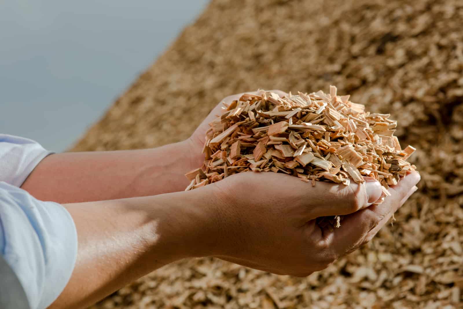 woman's hands holding wood chips