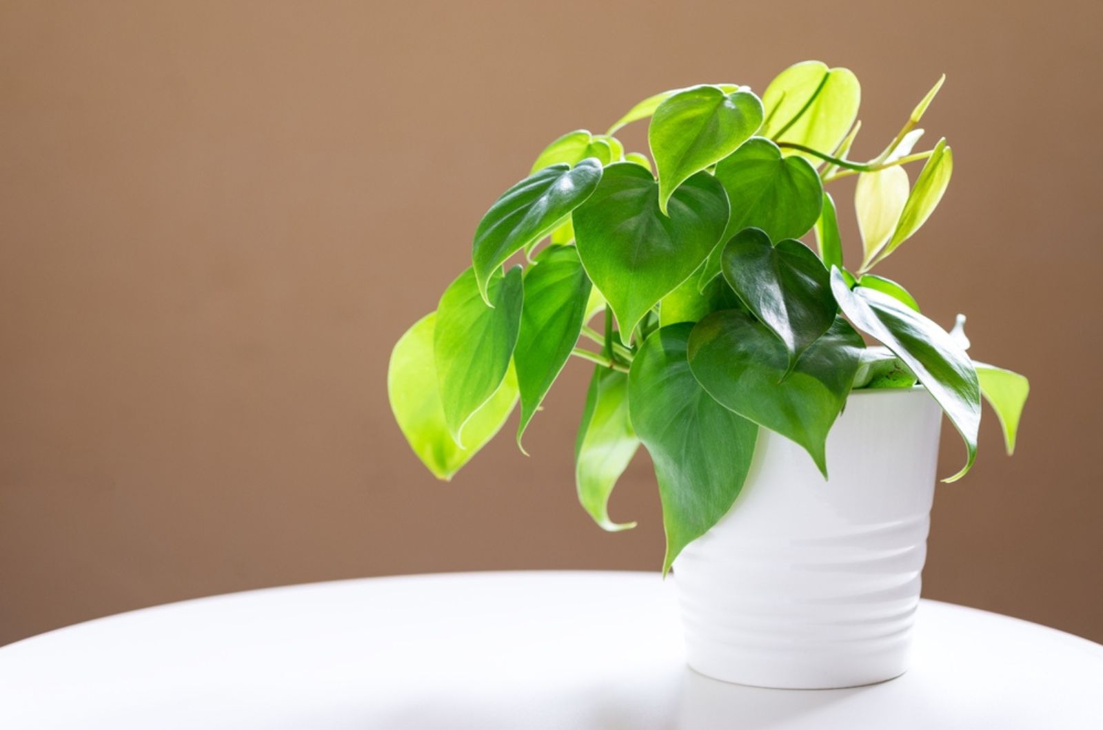 Heart-Leaf Philodendrons