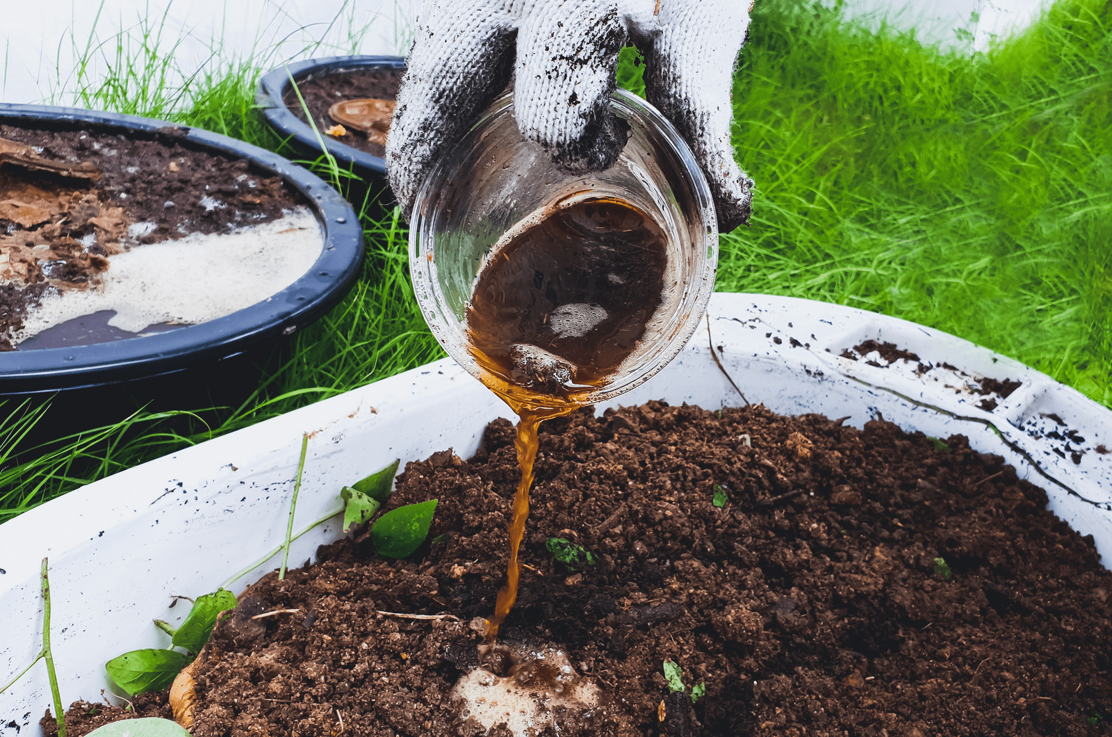 Homemade Fertilizer For Jade Plant 6 Helpful Recipes