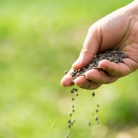 hand spreading fertilizer