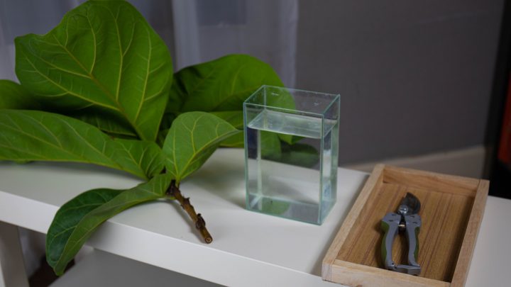 How Do You Start Fig Tree Cuttings In Water? Top Tips