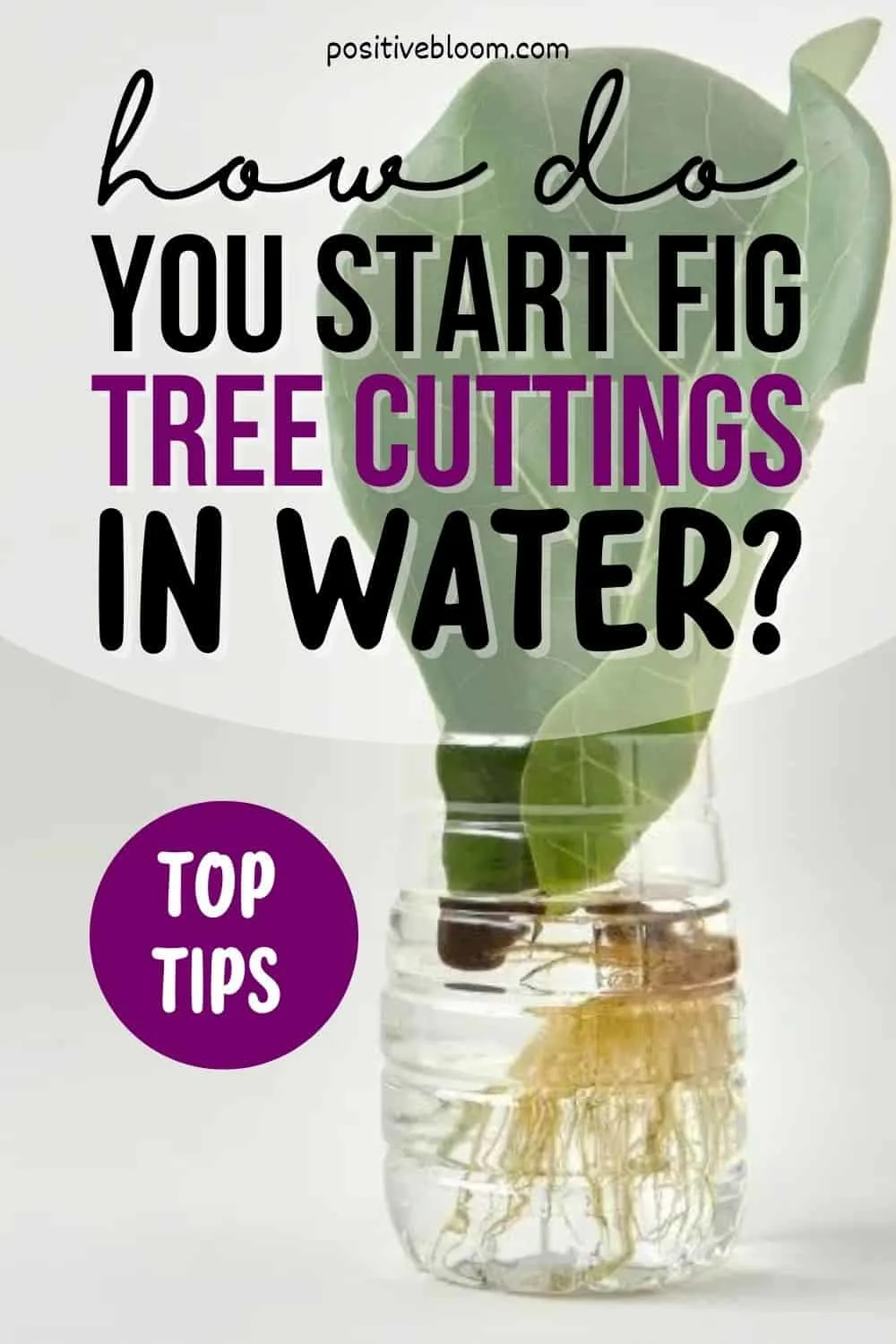 How Do You Start Fig Tree Cuttings In Water Top Tips Pinterest