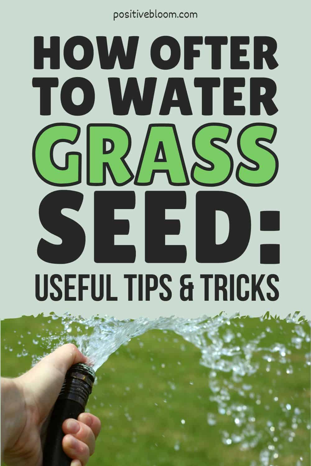 How Often To Water Grass Seed Useful Tips And Tricks Pinterest