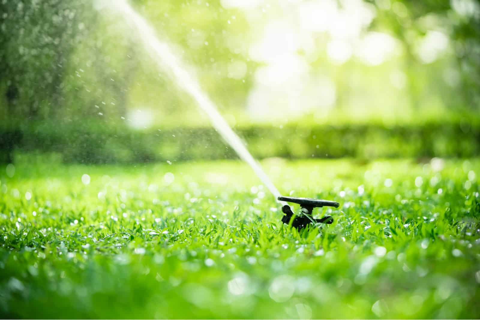 How Often To Water Grass Seed: Useful Tips And Tricks
