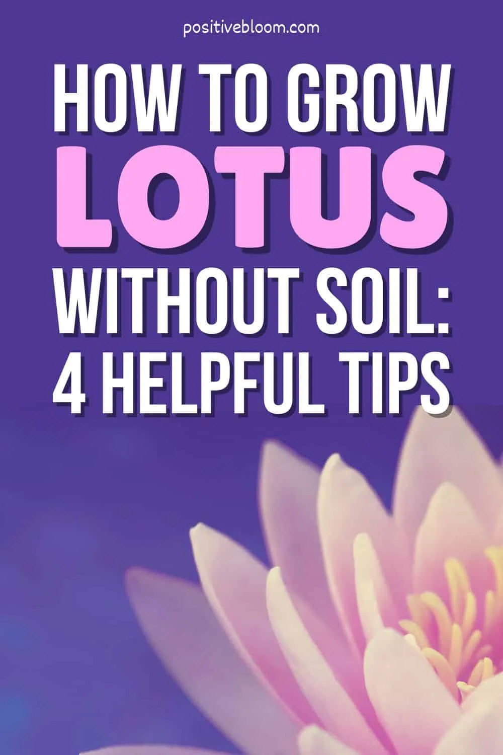 How To Grow Lotus Without Soil 4 Helpful Tips Pinterest
