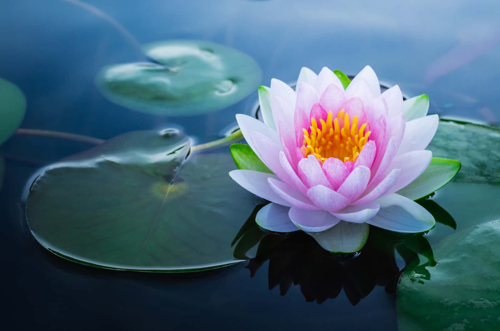 How To Grow Lotus Without Soil: 4 Helpful Tips