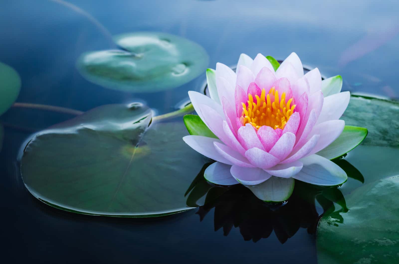 How To Grow Lotus Without Soil 4 Helpful Tips