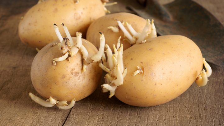 How To Speed Up Potato Sprouting: All The Answers