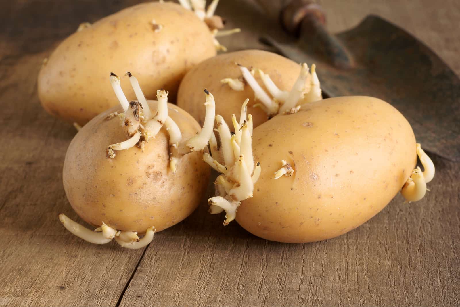 How To Speed Up Potato Sprouting: All The Answers