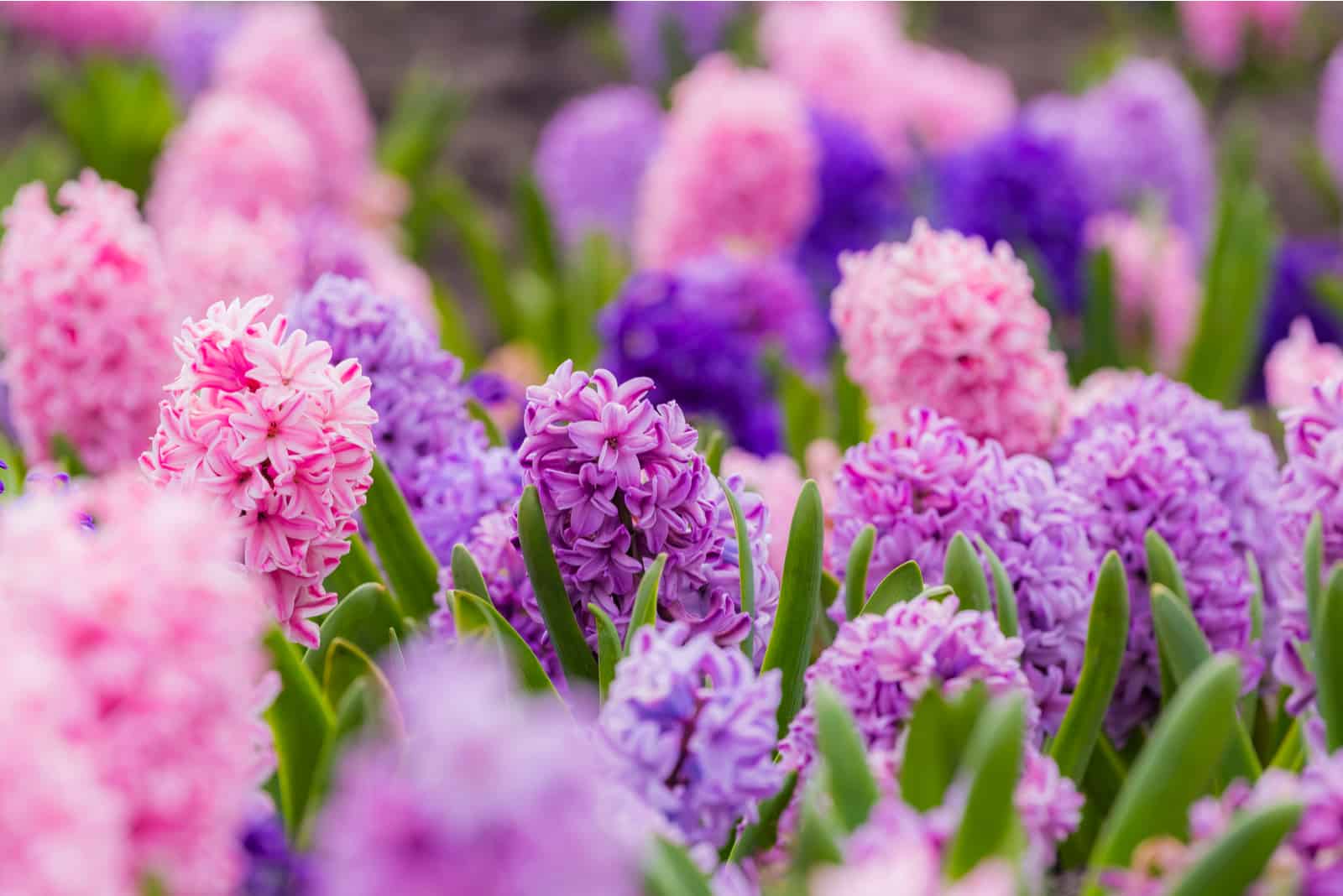 Large flower bed with multi-colored hyacinths