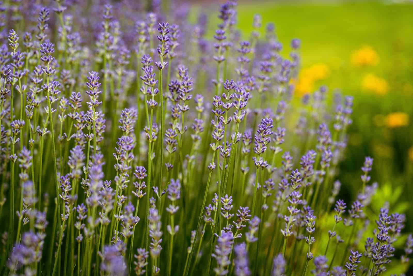 Lavender in the summer garden