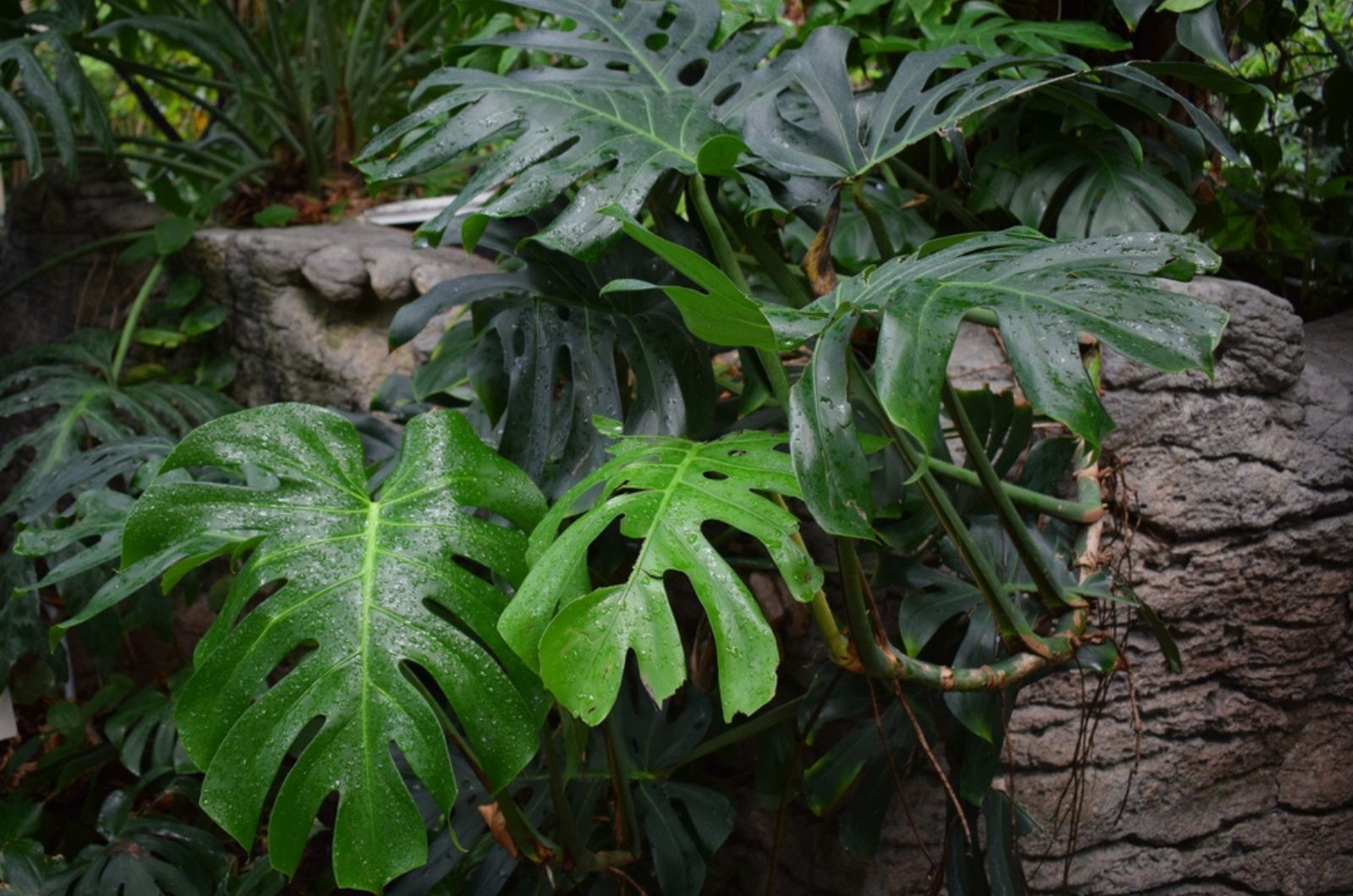 Majestic Monstera Deliciosa