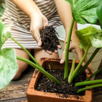 woman putting soil in pot with philadendron plant