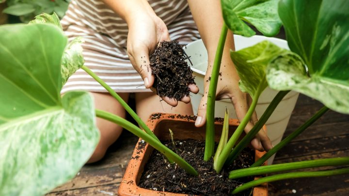 Meet 20 Acid Loving Houseplants, Garden Plants, And Vegetables