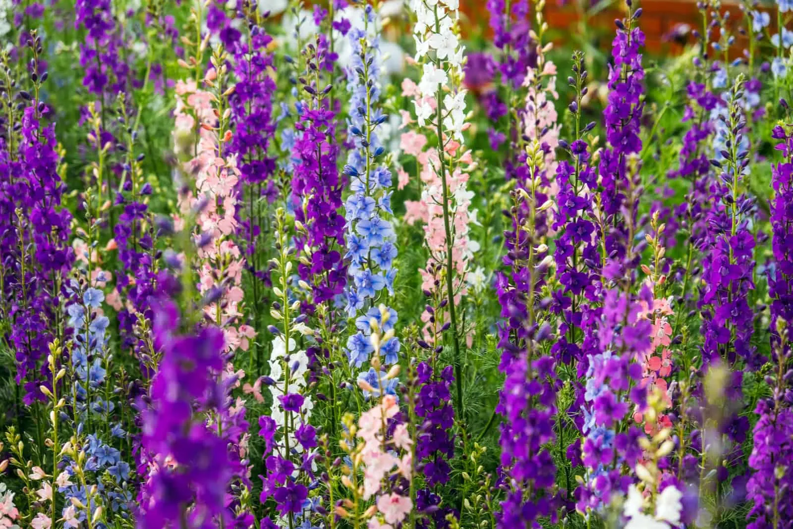 Multicolored Larkspur flowers