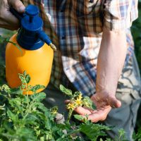 man spraying tomatoes