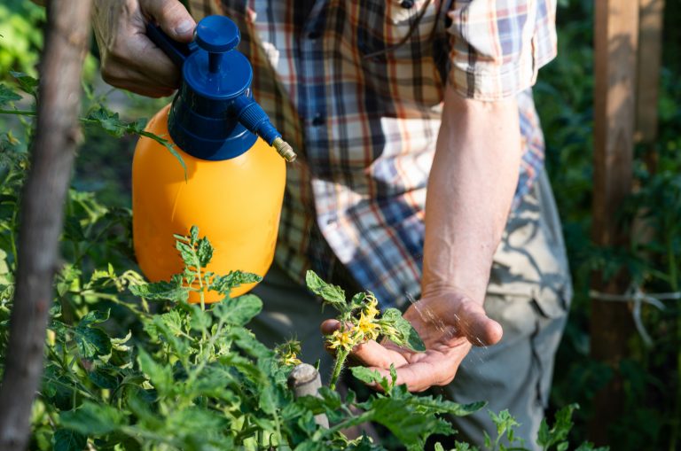 man spraying tomatoes