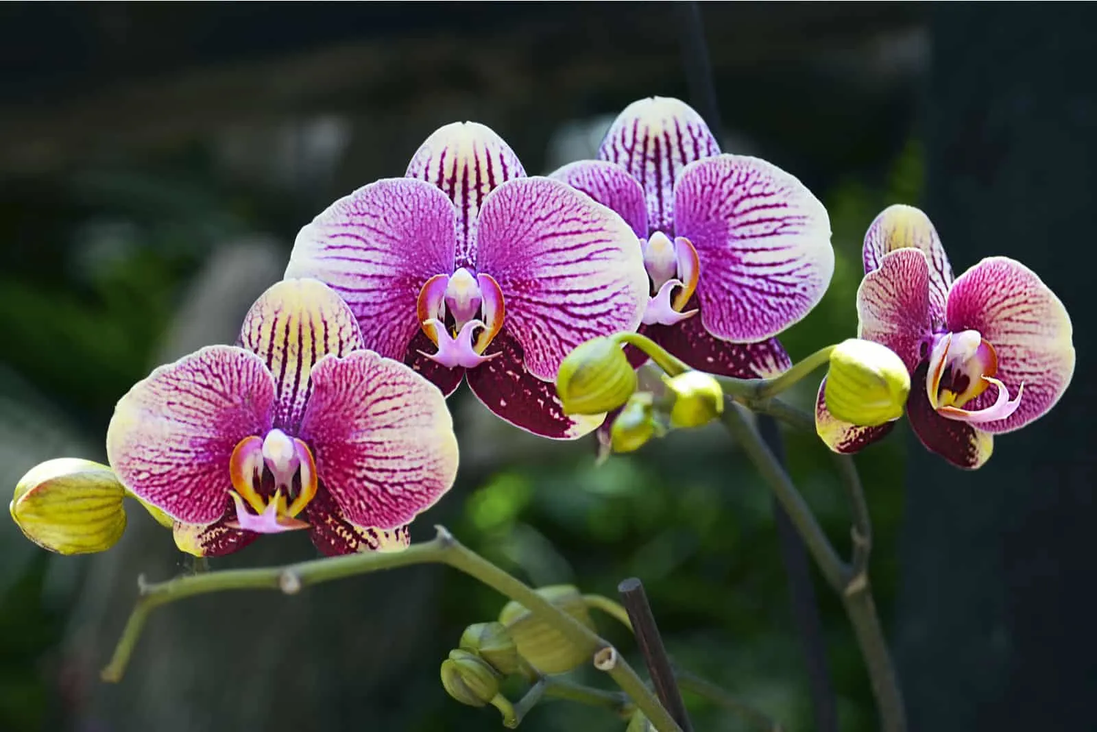 Orchid flower in tropical garden