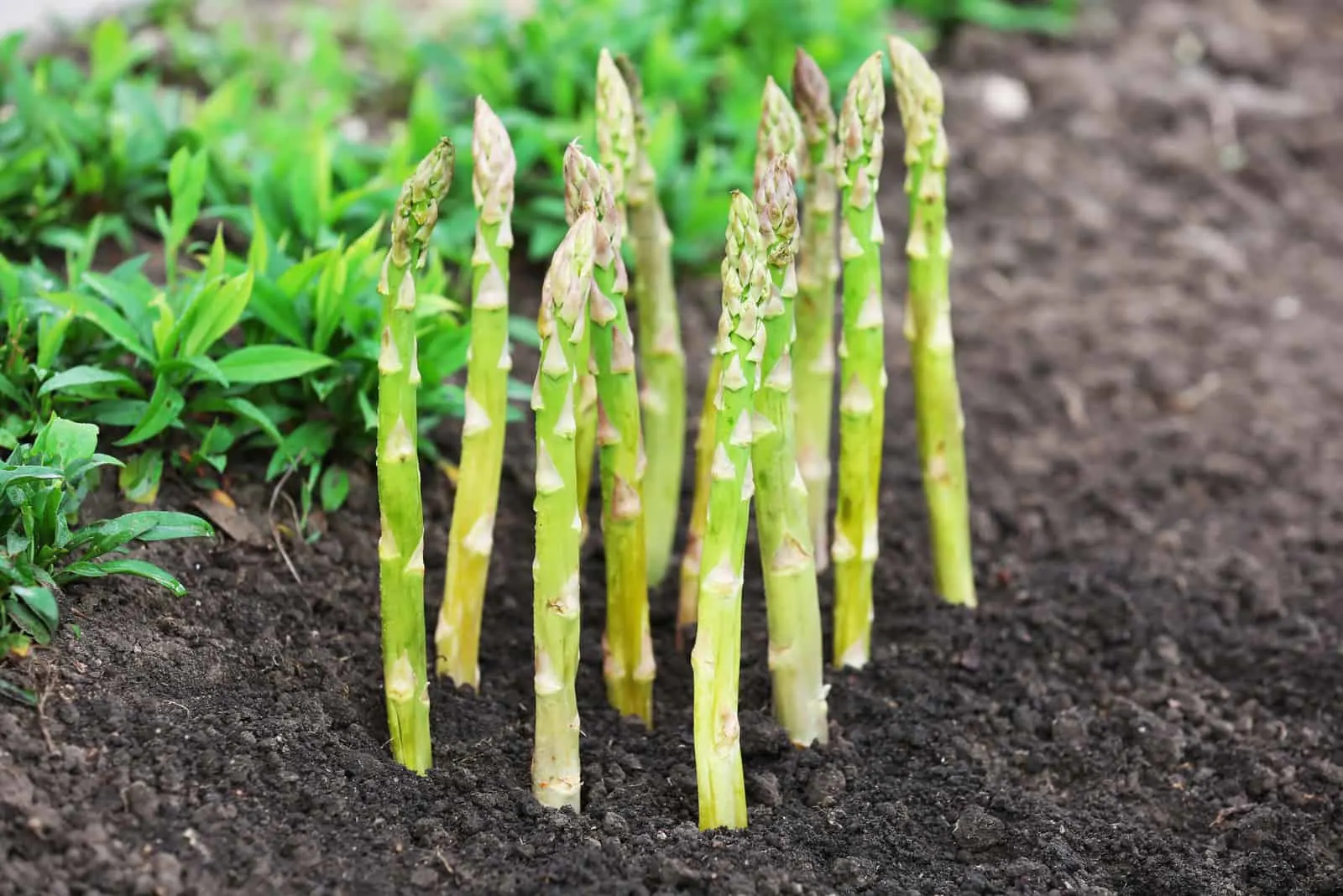 The 7 Stages Of Growing Asparagus All Your Questions Answered   Organic Farming Asparagus In Black Soil .webp