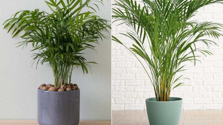 Parlor Palm vs Areca Palm: 4 Ways To Differentiate Them