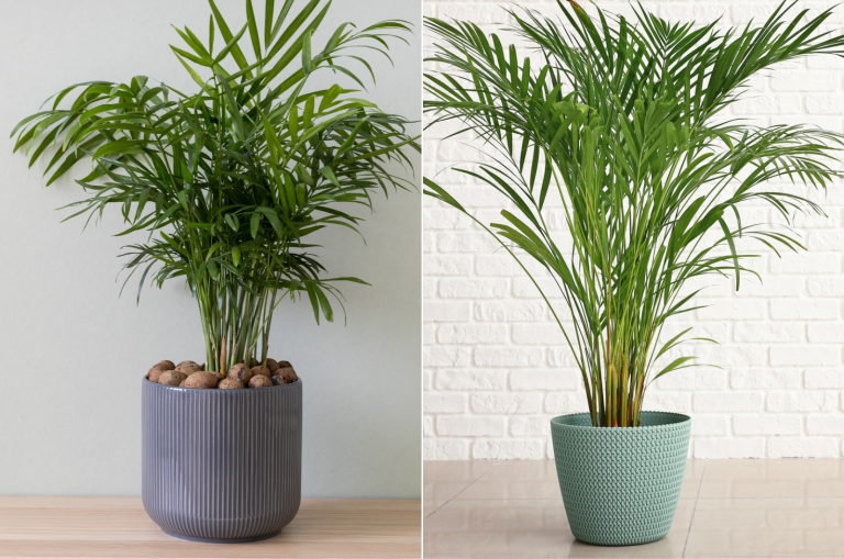 Parlor Palm vs Areca Palm: 4 Ways To Differentiate Them