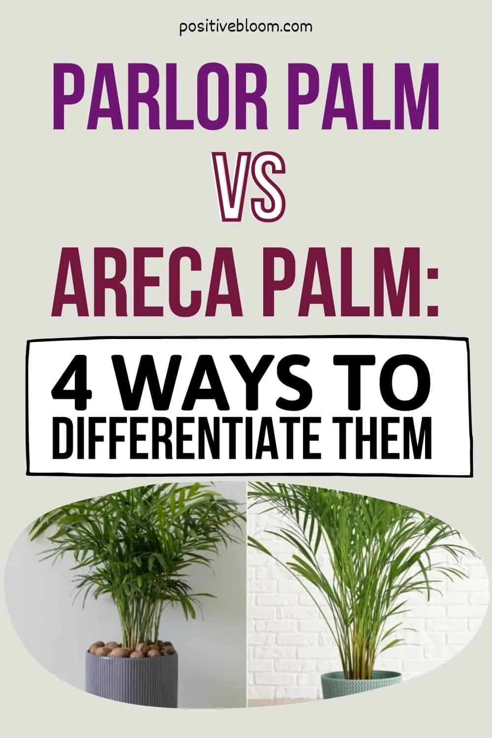 Parlor Palm vs Areca Palm 4 Ways To Differentiate Them Pinterest