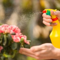 hand spraying on flowers