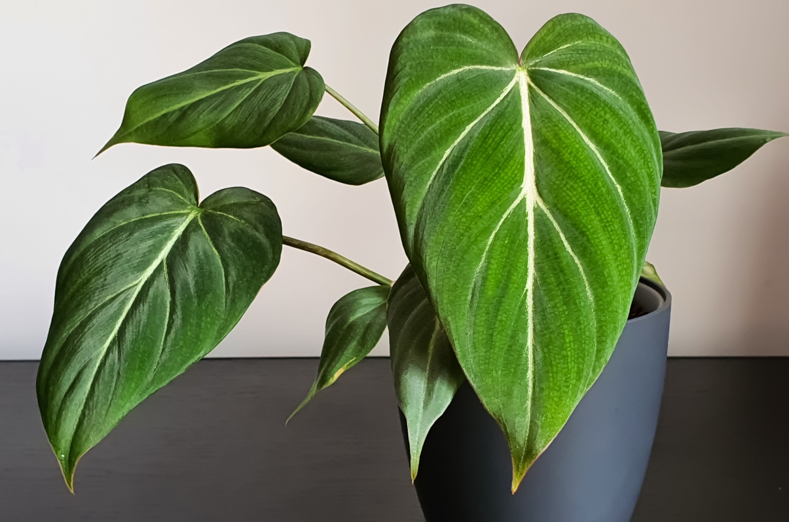 Philodendron Gloriosum