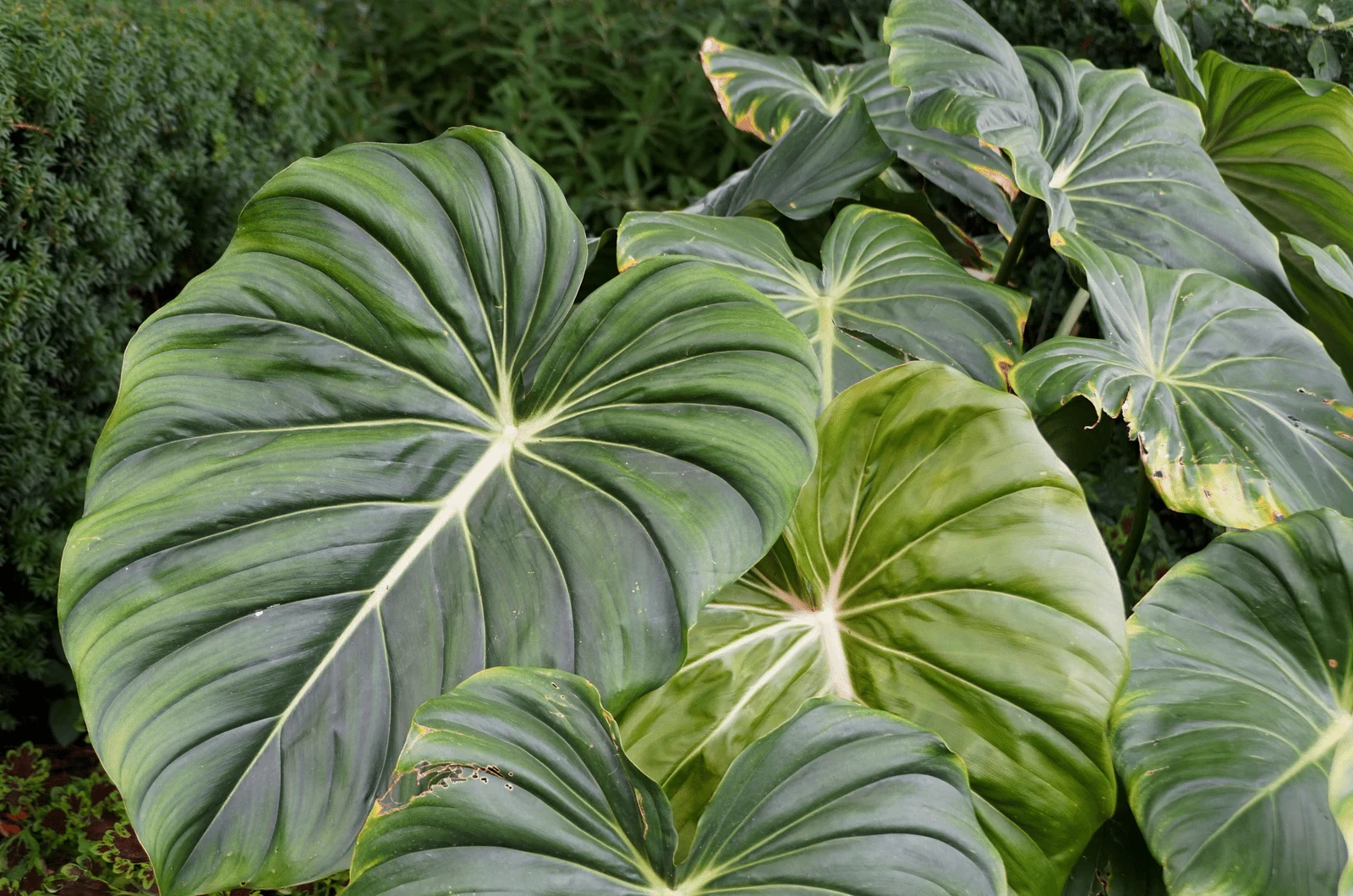 Philodendron Mcdowell