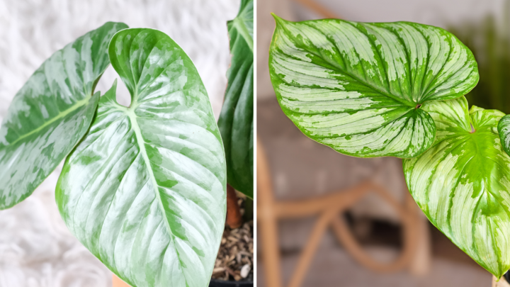 Philodendron Sodiroi Vs Mamei – Tips To Help You Distinguish Them