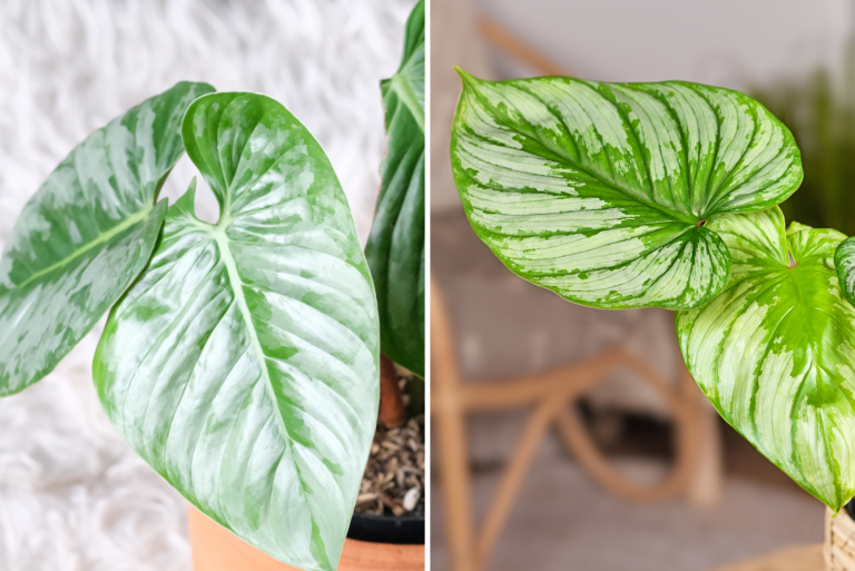 Philodendron Sodiroi Vs Mamei