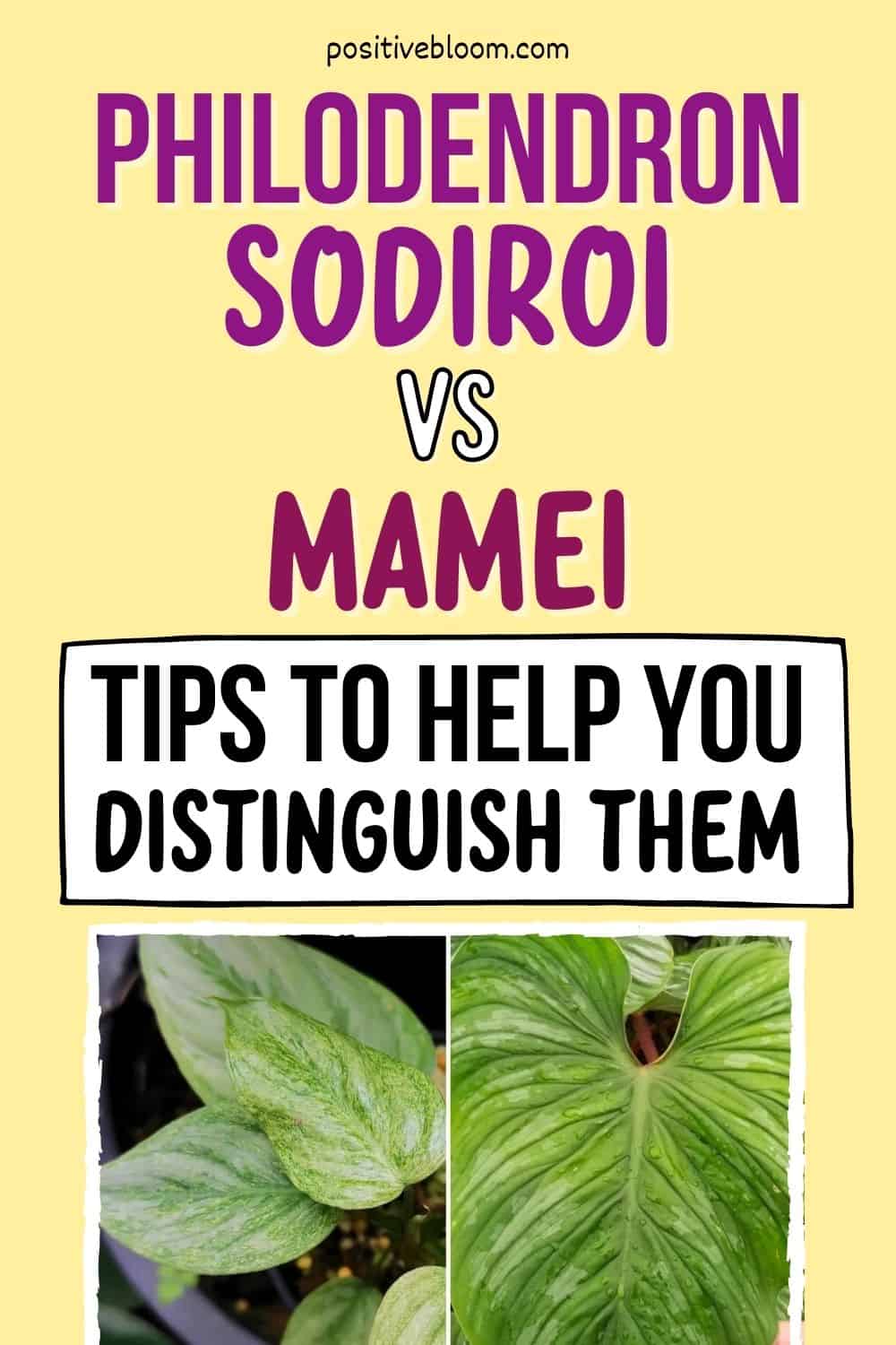 Philodendron Sodiroi Vs Mamei - Tips To Help You Distinguish Them Pinterest