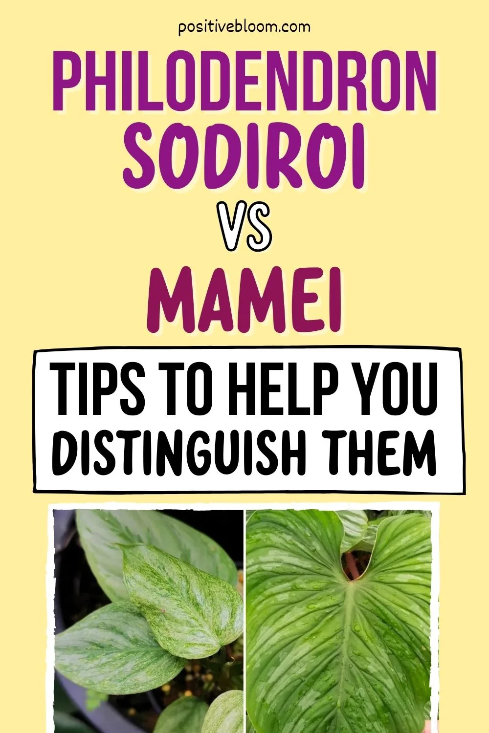 Philodendron Sodiroi Vs Mamei - Tips To Help You Distinguish Them Pinterest