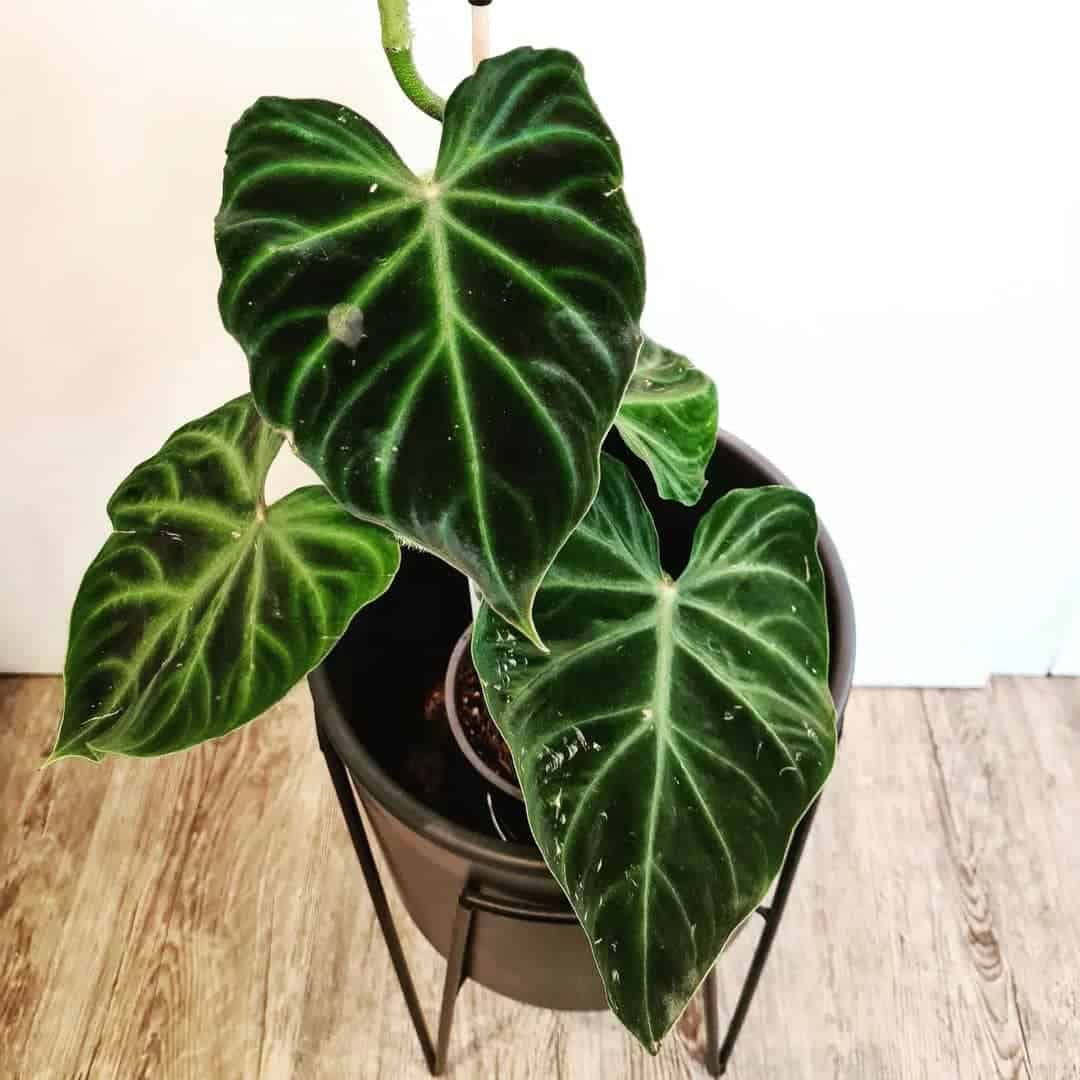 Philodendron Verrucosum Panther
