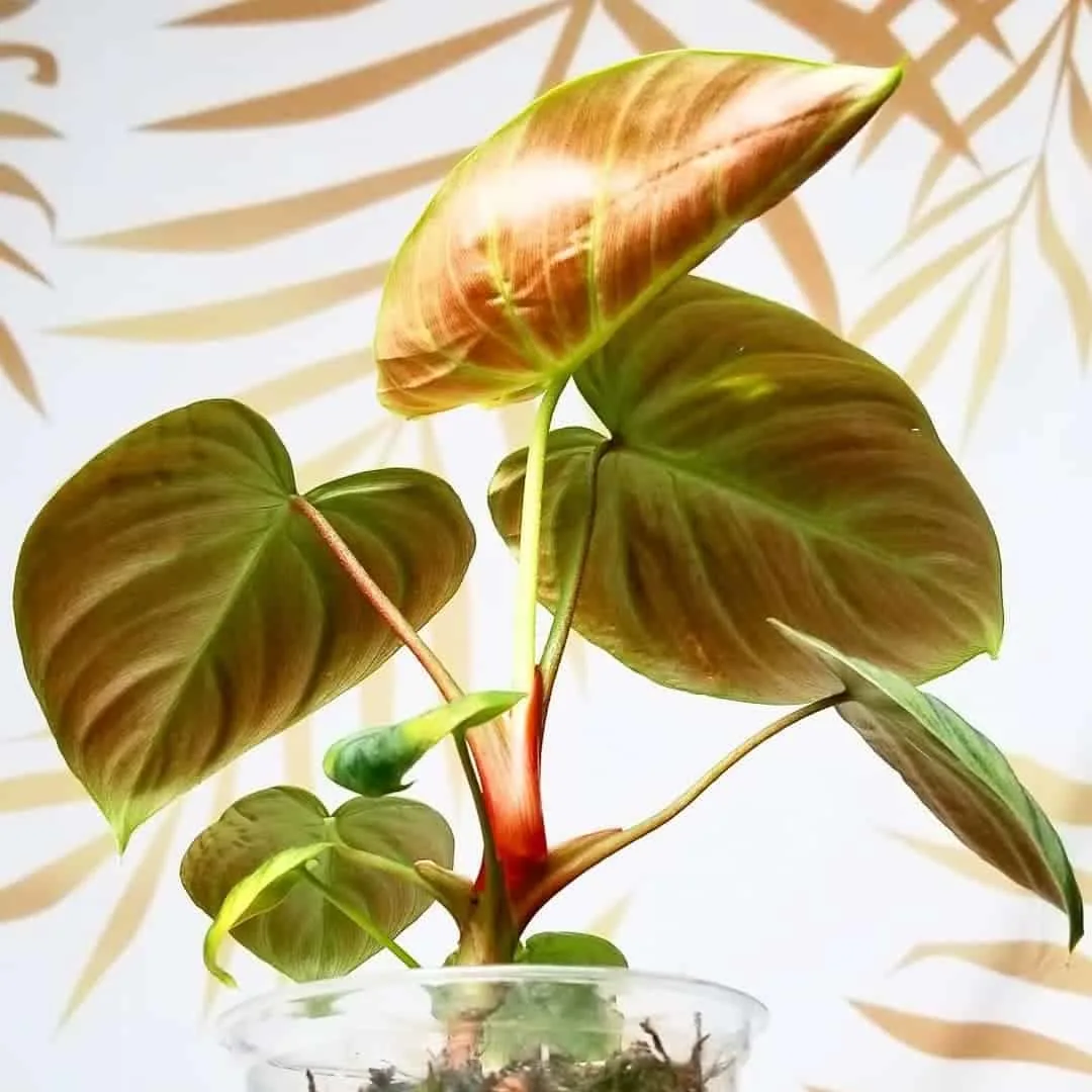 Philodendron Verrucosum Red Back