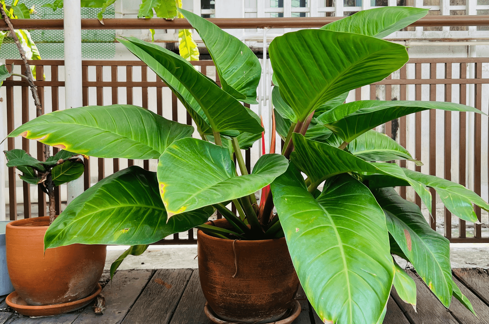 Philodendron Verrucosum in an outdoor pot