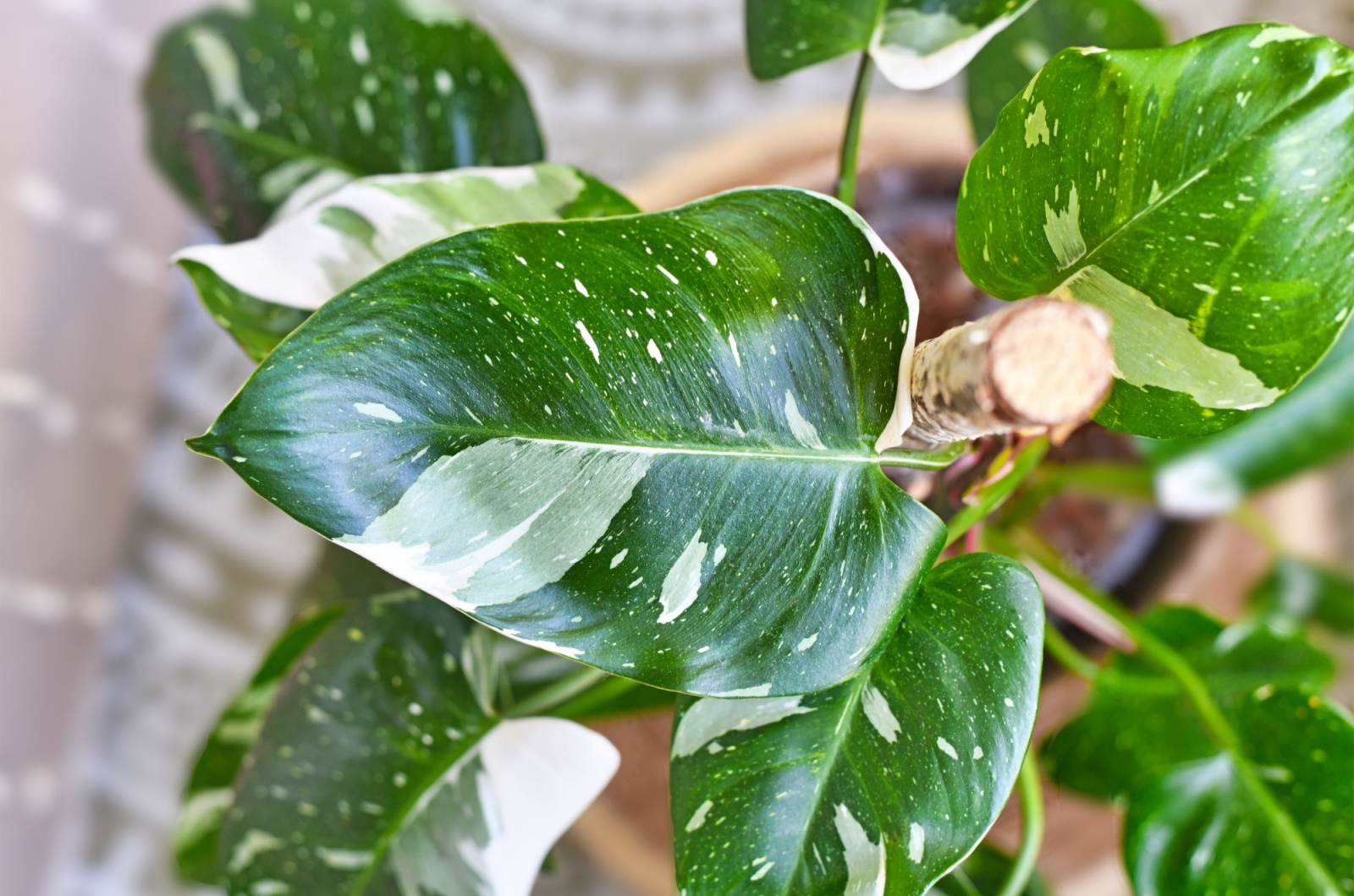 Philodendron White Princess