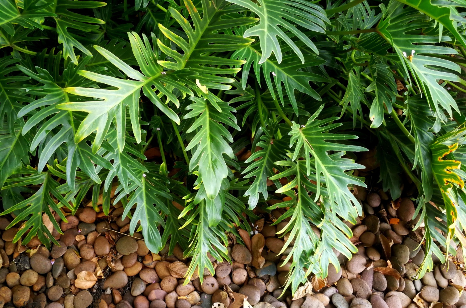 Philodendron Xanadu leaves