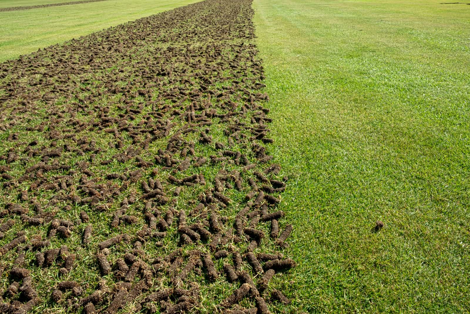 Pile of plugs of soil removed from sports field