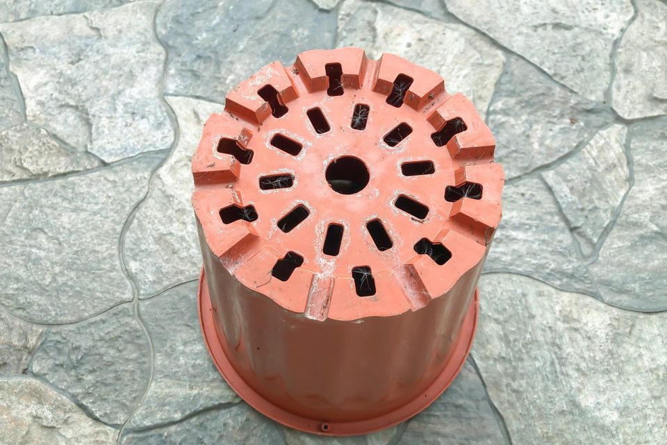 Do Pothos Need Drainage? The Answer Might Surprise You!