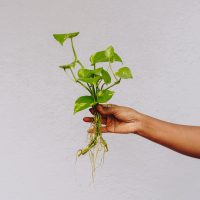 pothos with aerial roots