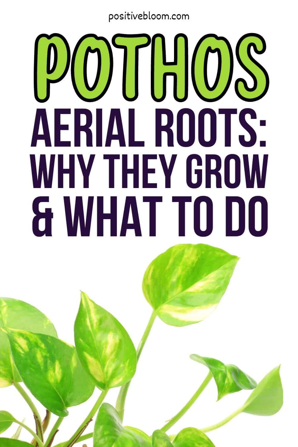Pothos Aerial Roots Why They Grow And What To Do Pinterest