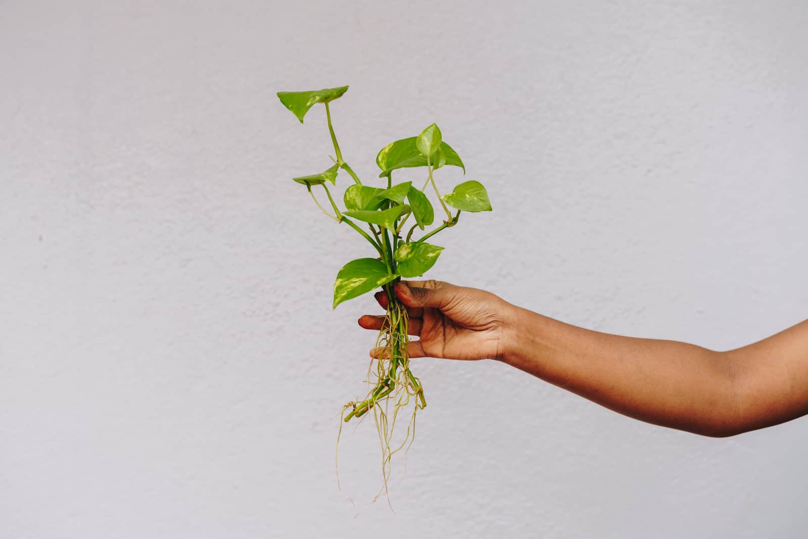 Pothos Aerial Roots: Why They Grow And What To Do