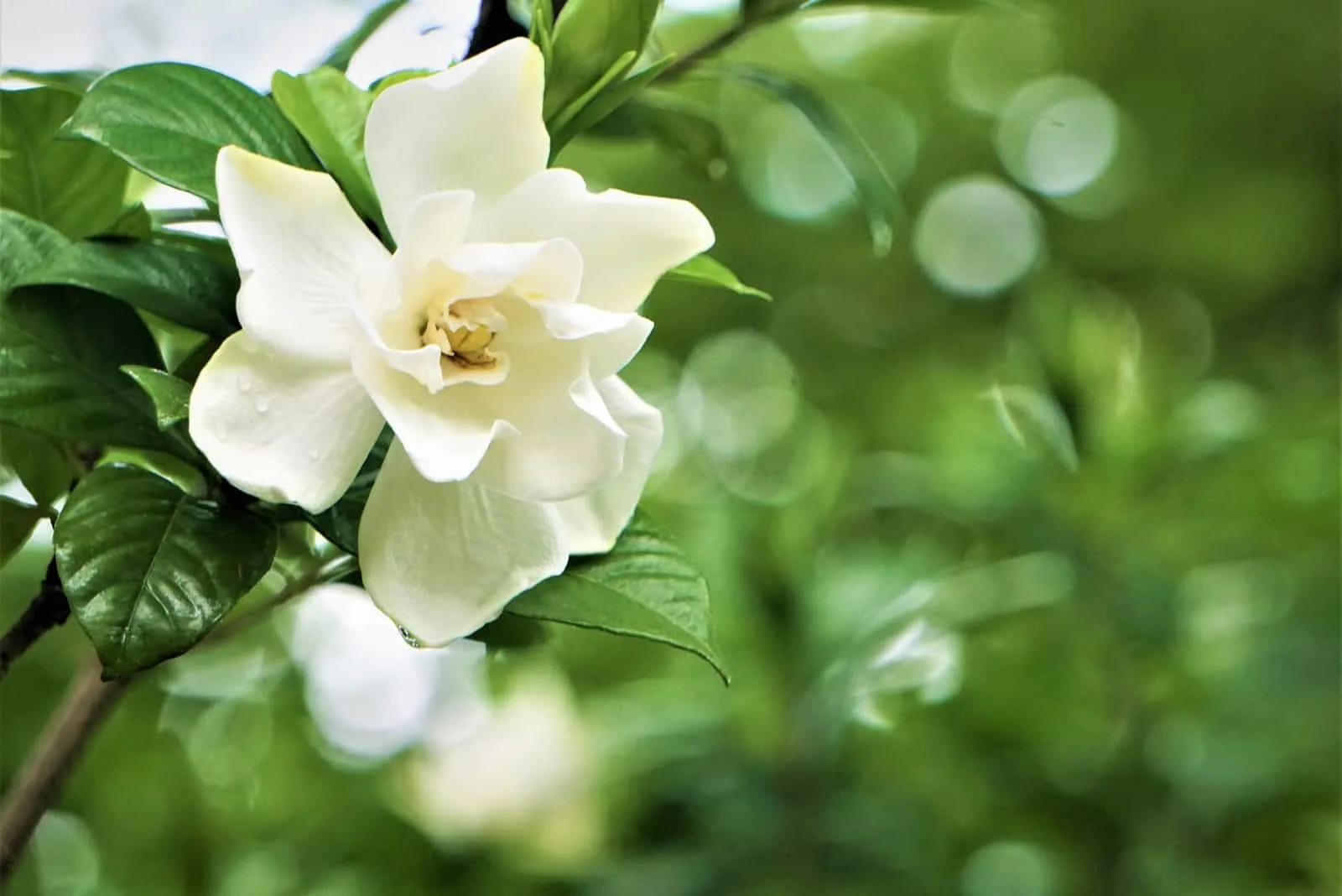 Pretty gardenia flower 