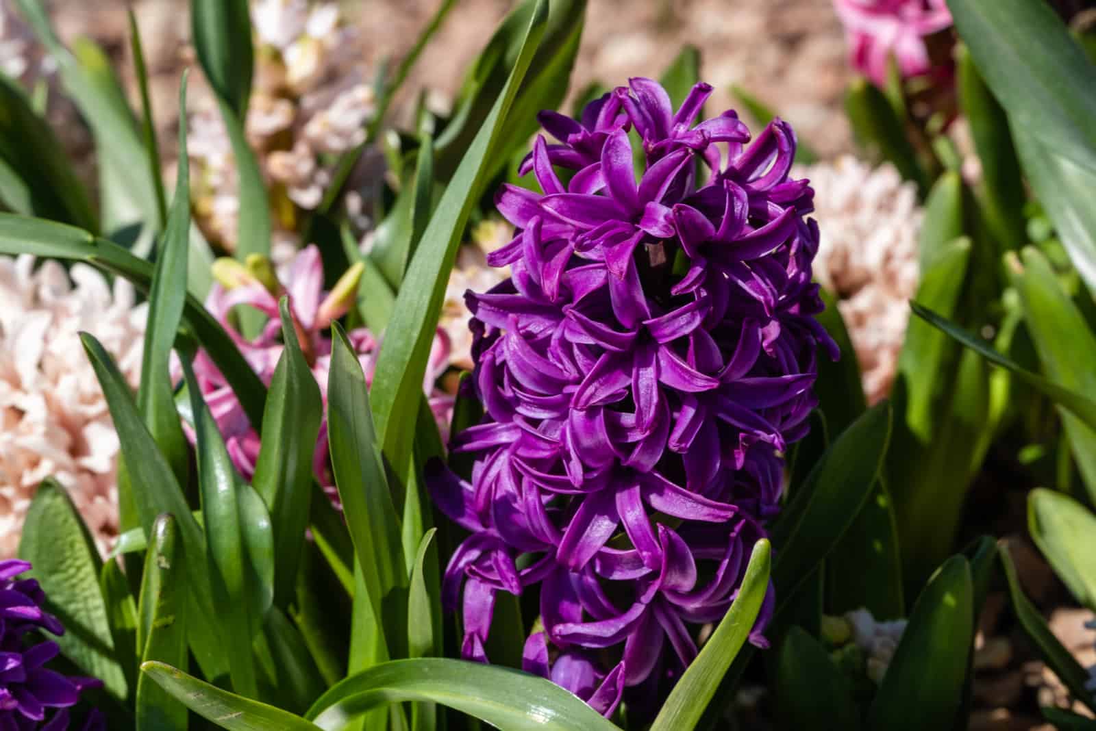 Purple hyacinth Hyacinthus orientalis