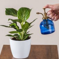 person watering a philodendron birkin