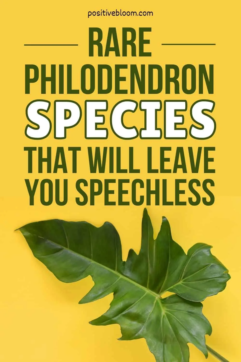 Rare Philodendron Species That Will Leave You Speechless Pinterest