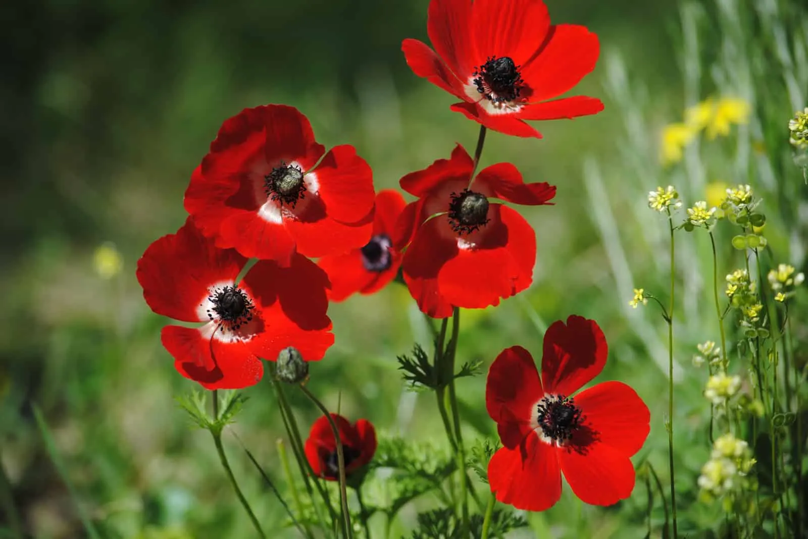 Red Anemone flowers in the field