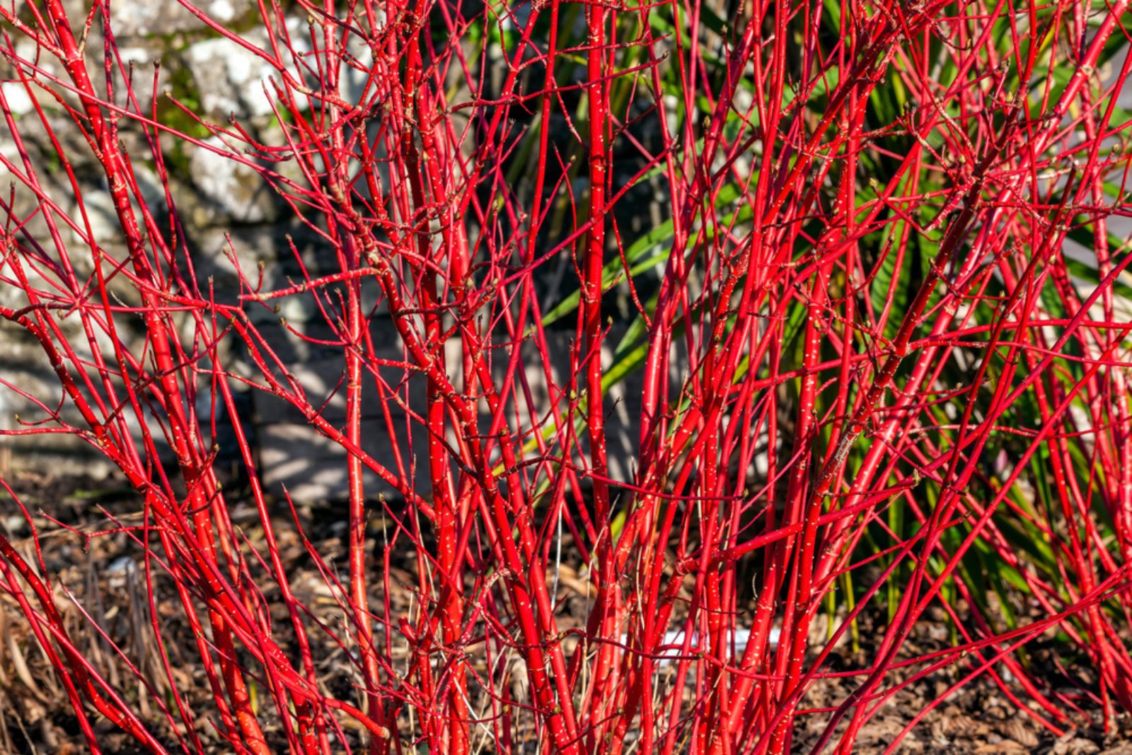 Red Twig Dogwood