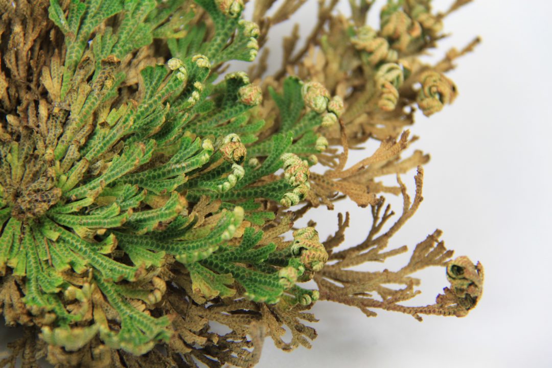 Dive Into The Spiritual Plant World Full Rose of Jericho Care Guide